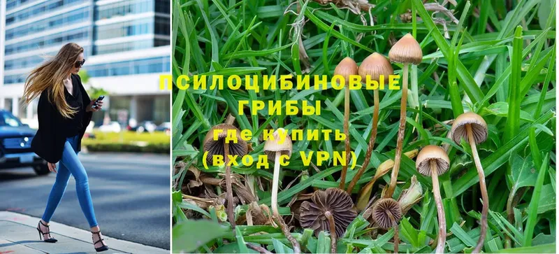 Галлюциногенные грибы Psilocybine cubensis  Арск 